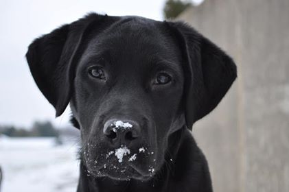 Dog with snow on nose pbjdogs.com