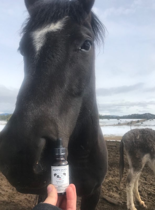 Aspen and her Happy Dogs CBD tincture 