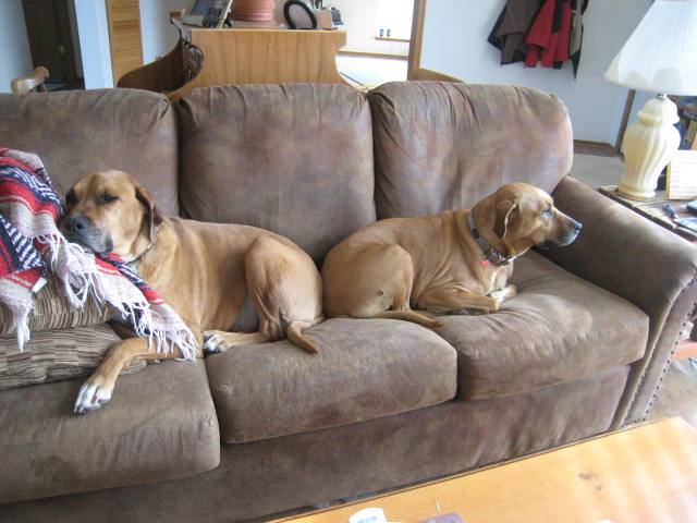 Best buddies on the couch pbj Happy Dogs CBD pbjdogs.com