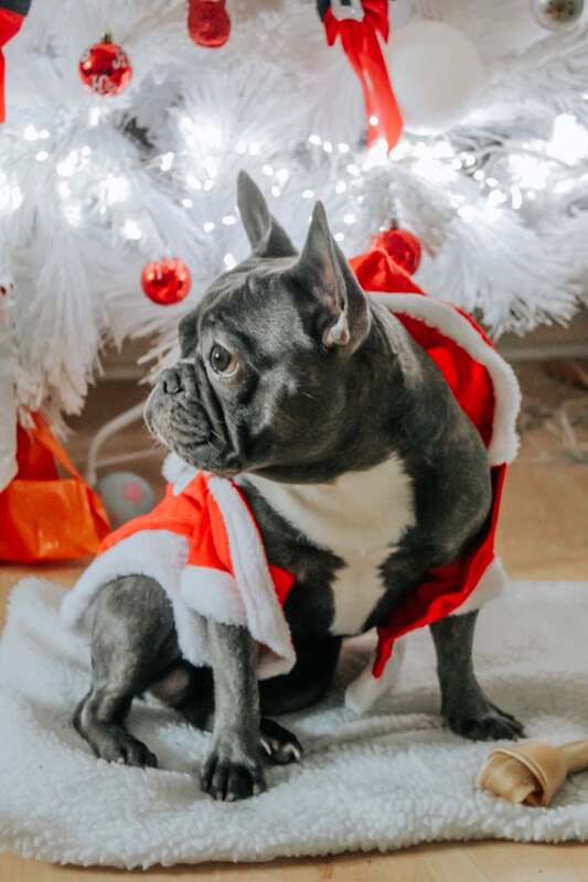Order you Christmas Happy Dogs CBD presents now! pbjdogs.com