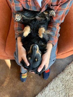 Happy dachshund in lap Happy Dogs CBD 