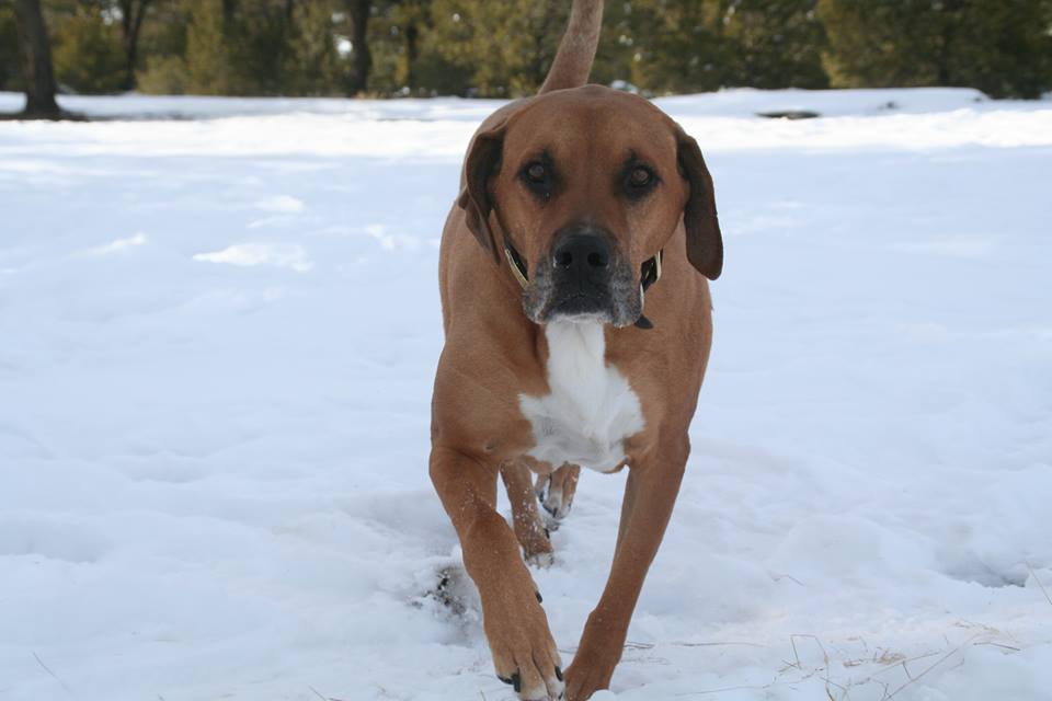 Dougie in the snow. pbj Happy Dogs CBD treats pbjdogs.com