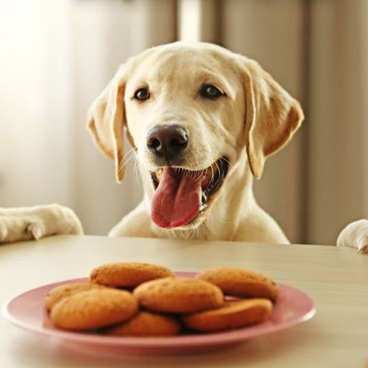Happy Dogs CBD treats dog with cookies pbjdogs.com
