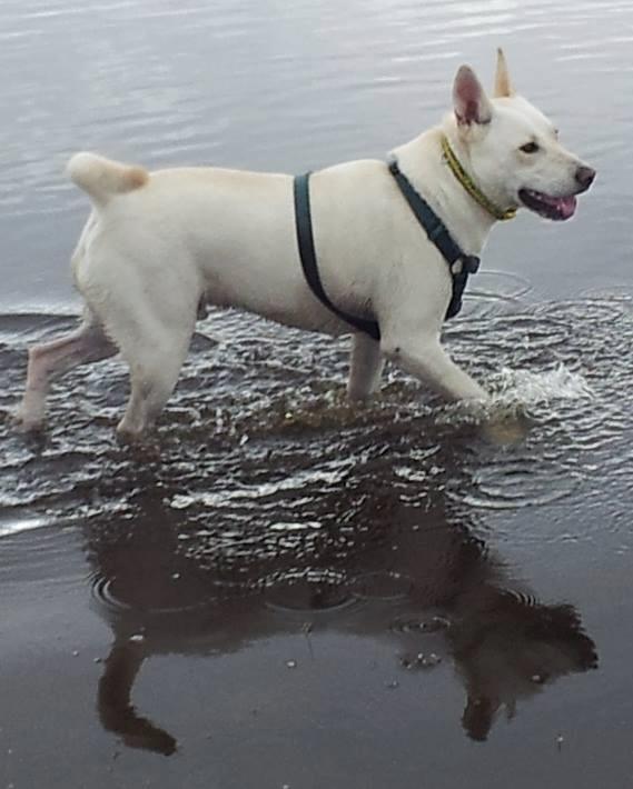 Happy white dog in a puddle pbj Happy Dogs CBD pbjdogs.com