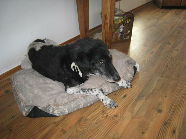Roscoe happy dog laying on his bed pbjdogs.com