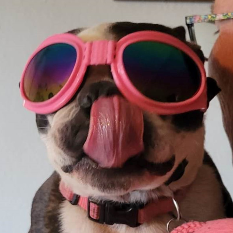 Silly Ellie wearing her new dog goggles Happy Dogs CBD