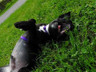 Time to role in the grass! Happy Dogs CBD pbjdogs.com